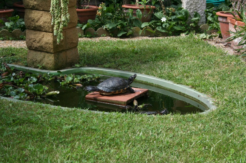 bache bassin tortue