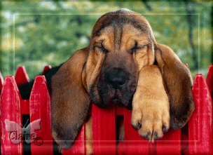 gifs dans gifs 16165210
