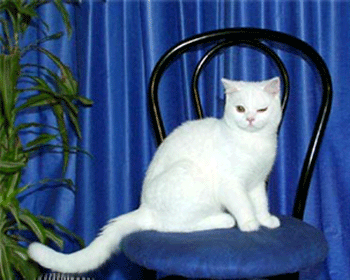 gifs dans gifs 20119710