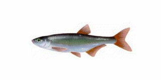Toutes les espèces de poissons