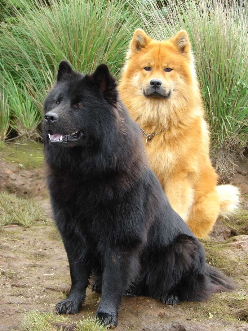 animaux rencontre chiens