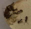 http://i32.servimg.com/u/f32/11/84/72/52/th/lasius10.jpg