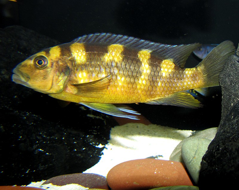 Malawi Cichlids for Sale