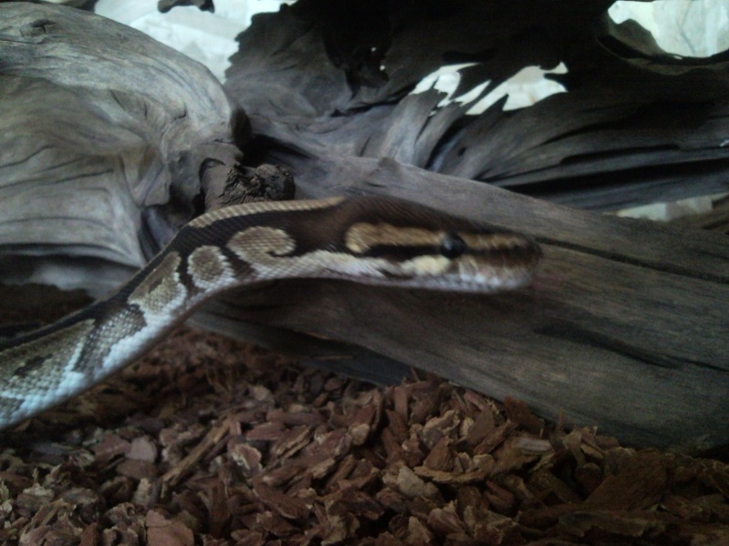 Mâle python regius
