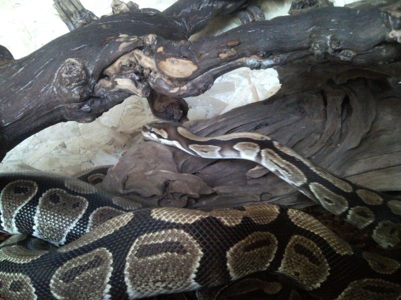 Mâle python regius
