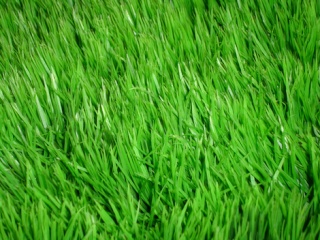 grass_10.jpg