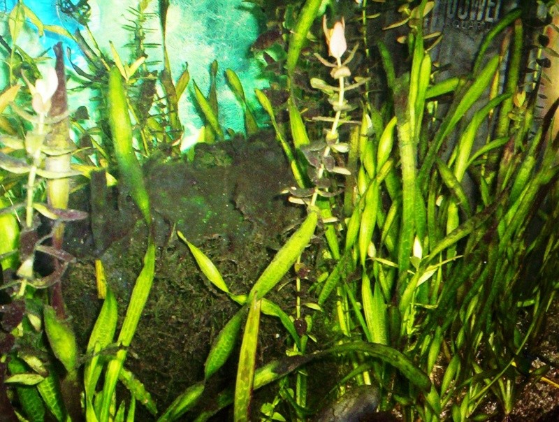 aquari14.jpg