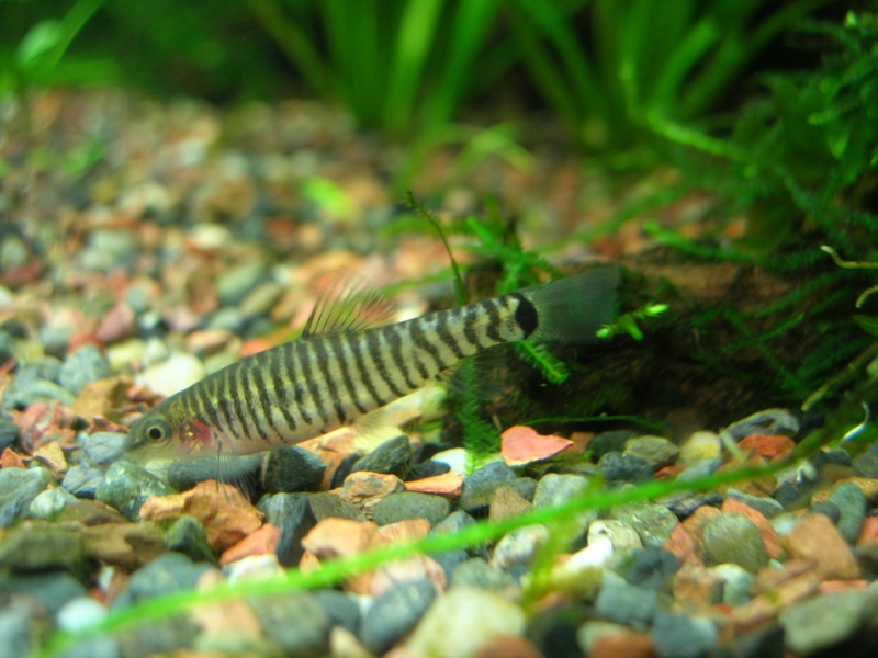 Cruciatus Pygmy Loaches