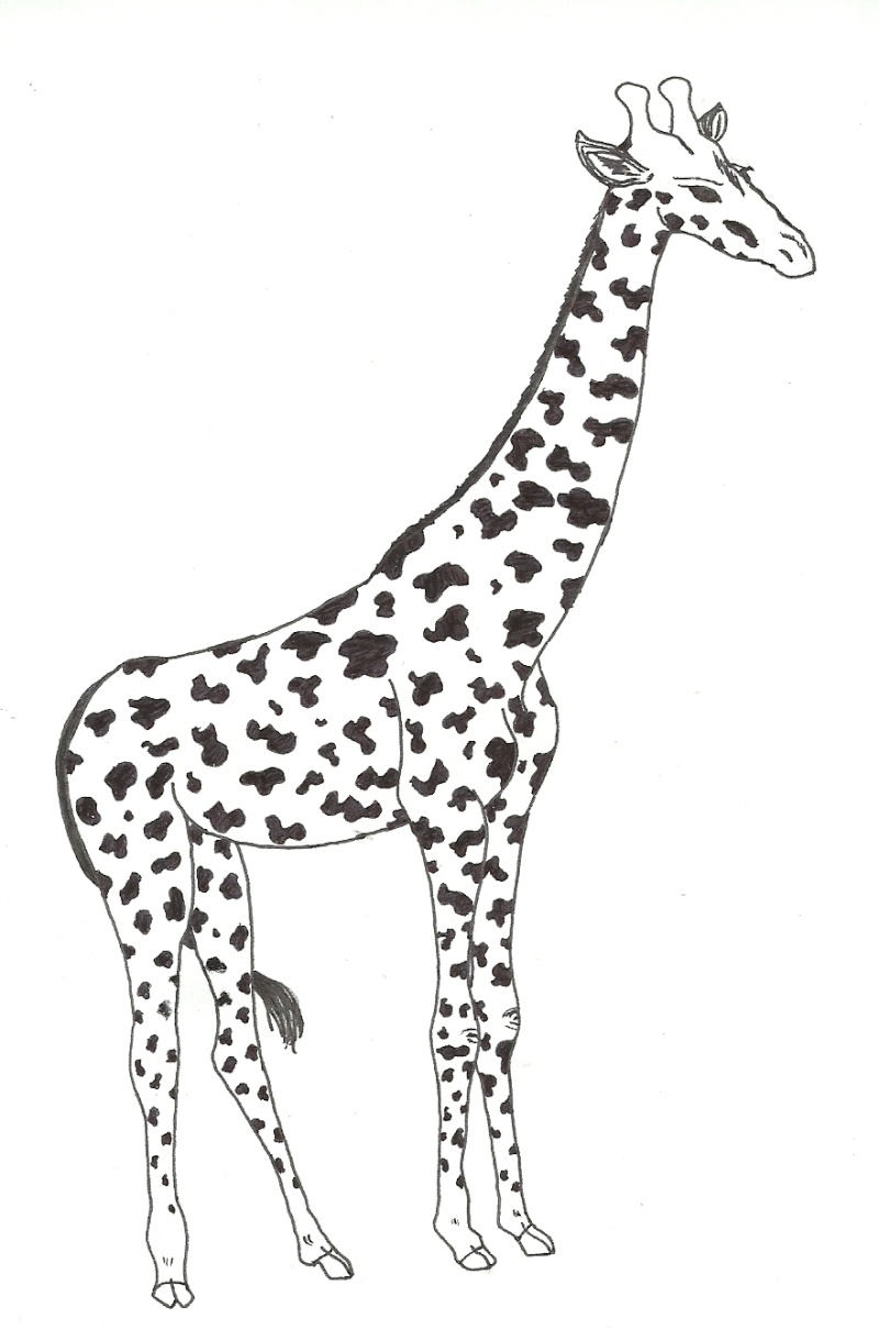 girafe11.jpg